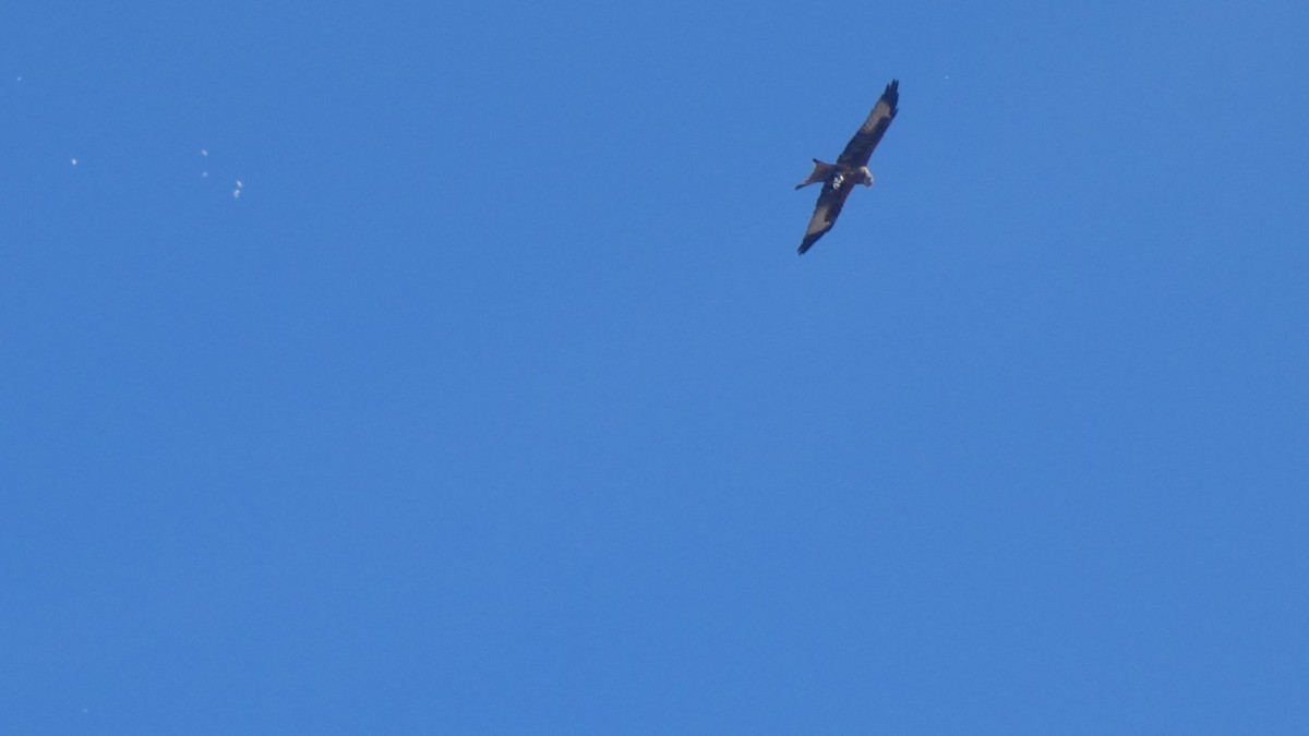 Red Kite - ML642976959