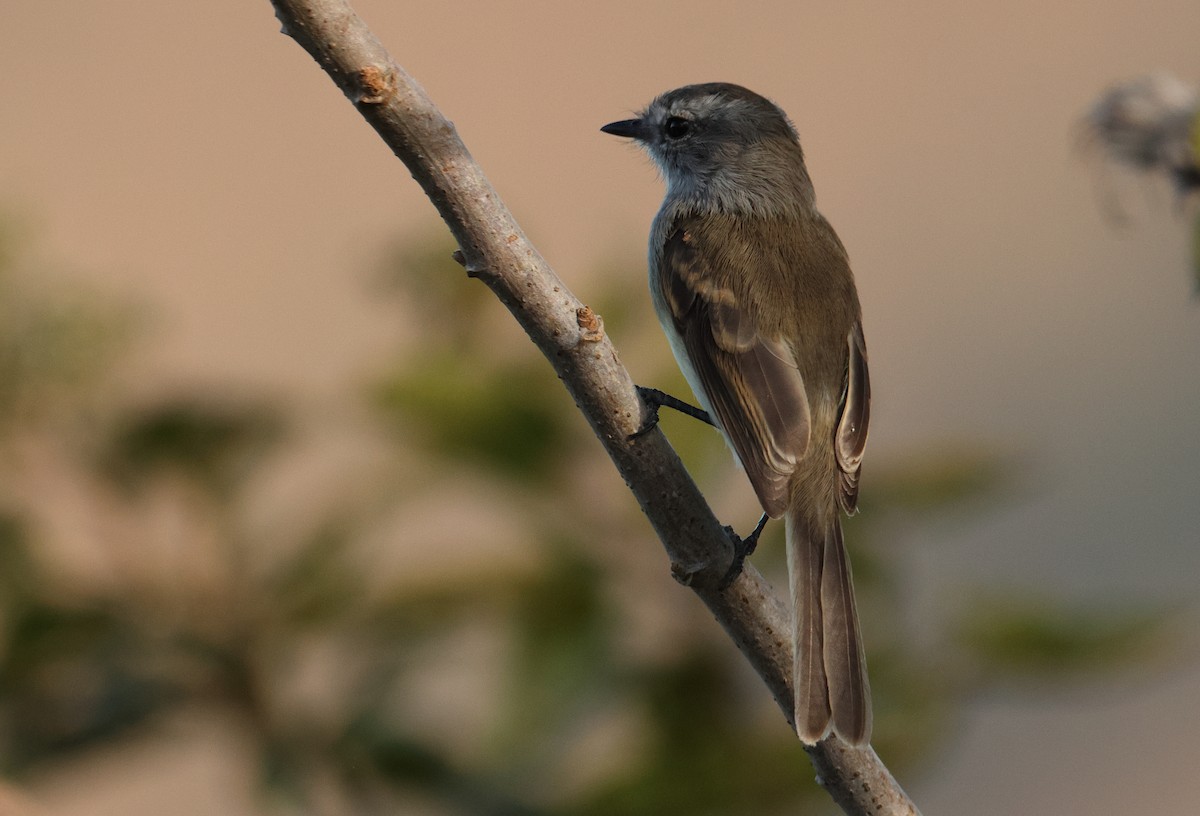 Tumbesian Tyrannulet - ML642976969