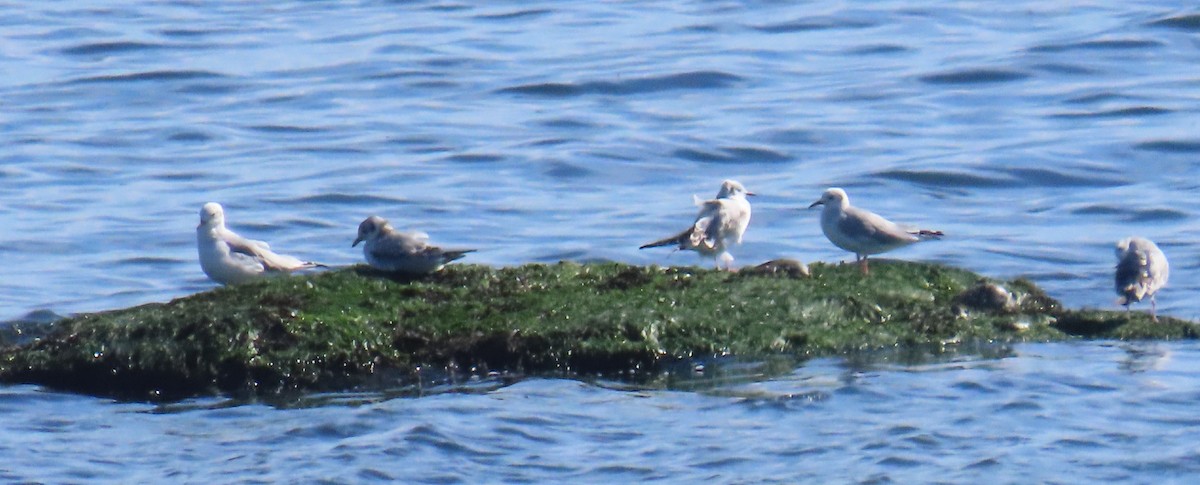 Bonaparte's Gull - ML642976990
