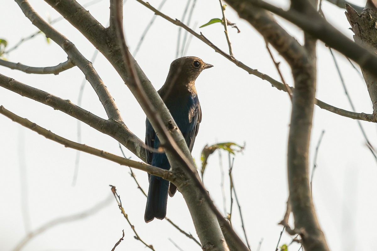Blue-and-white Flycatcher - ML642977004