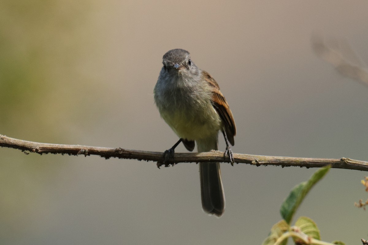 Tumbesian Tyrannulet - ML642977015