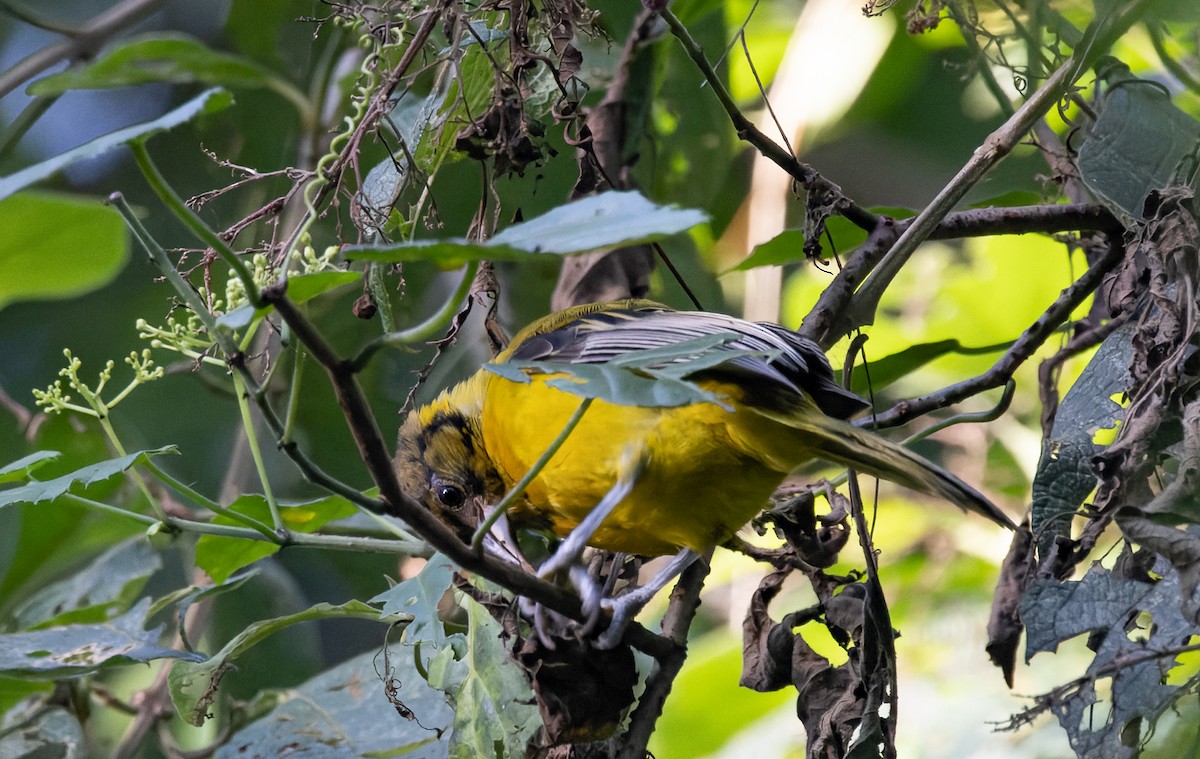 Audubon's Oriole (Audubon's) - ML642977024