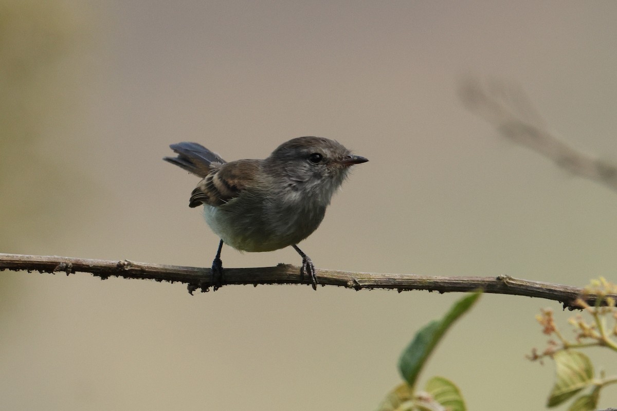 Tumbesian Tyrannulet - ML642977049