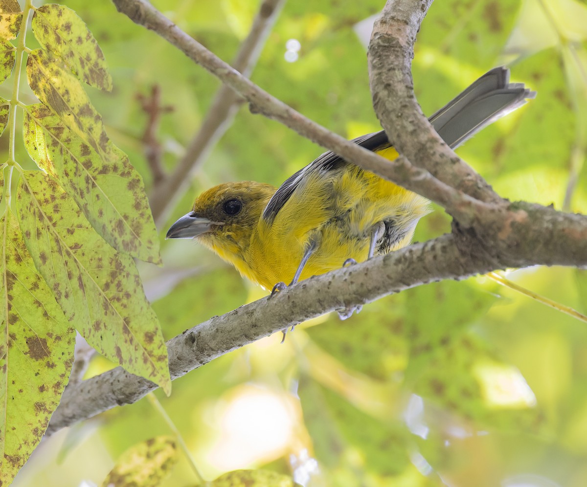 White-winged Tanager - ML642977062
