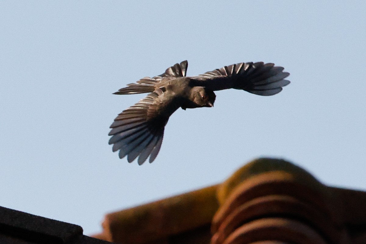 Black Phoebe - ML642977065
