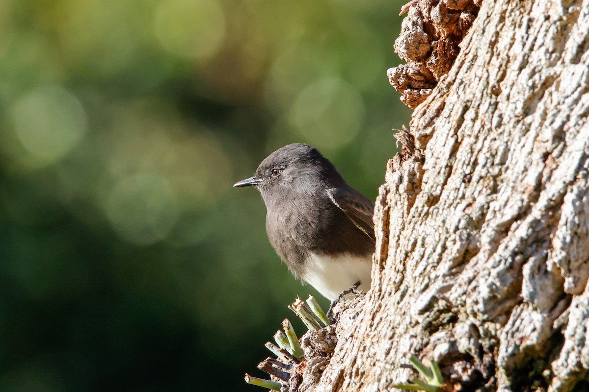 Black Phoebe - ML642977066
