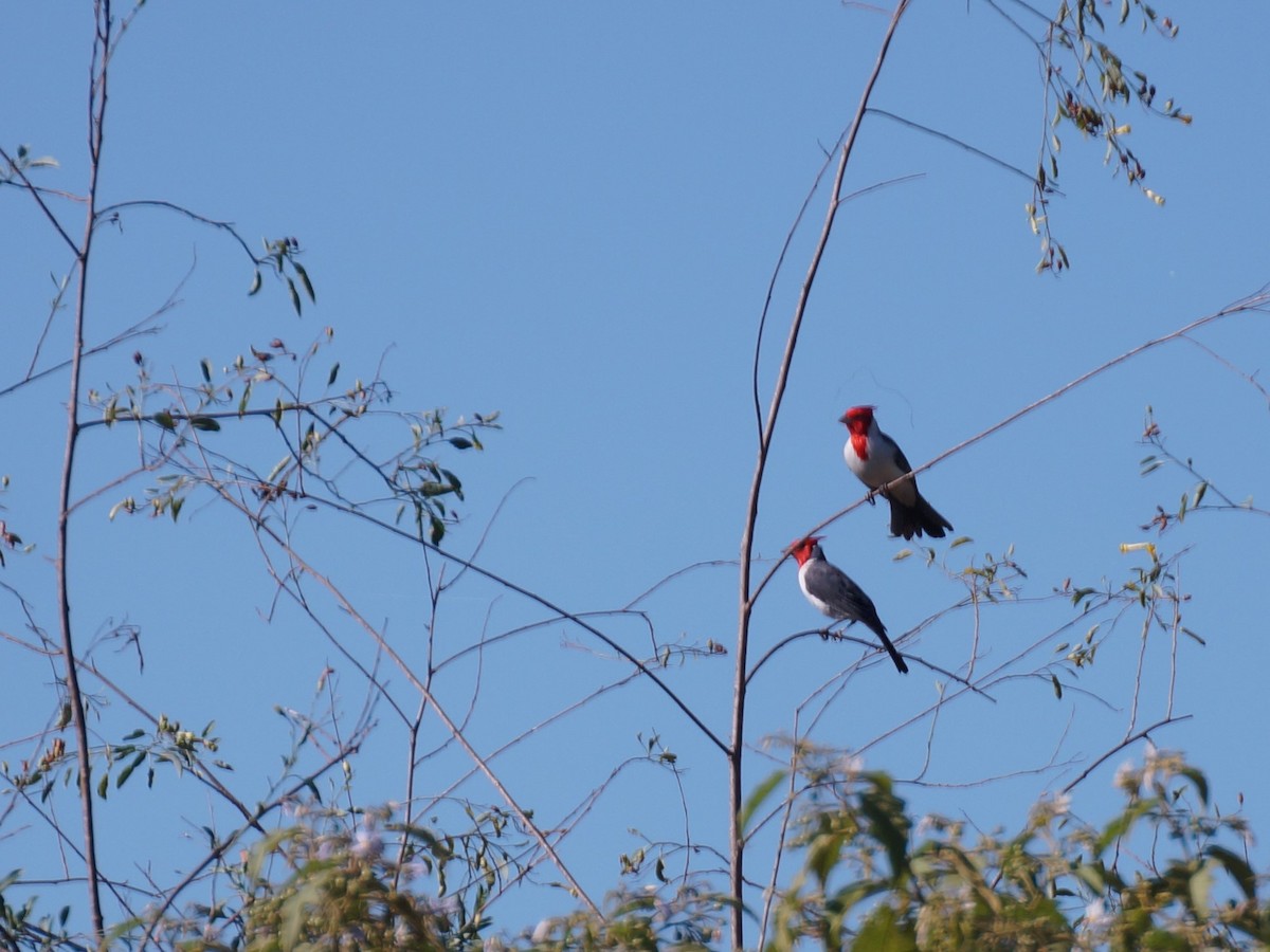 Red-crested Cardinal - ML642977068