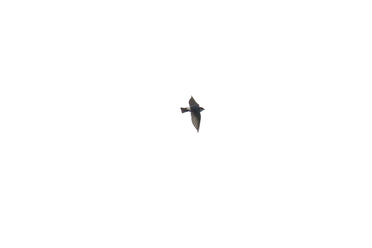 Chilean Swallow - ML642977077