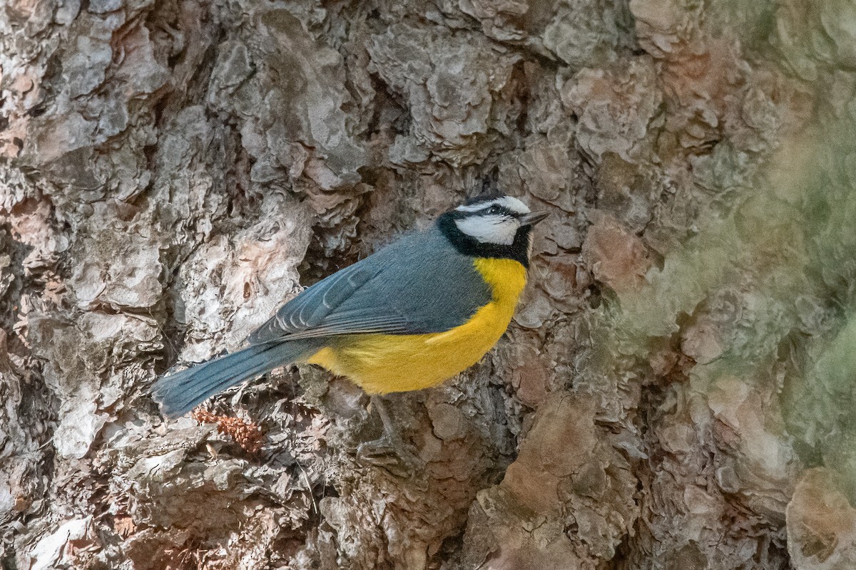 African Blue Tit - ML642977078