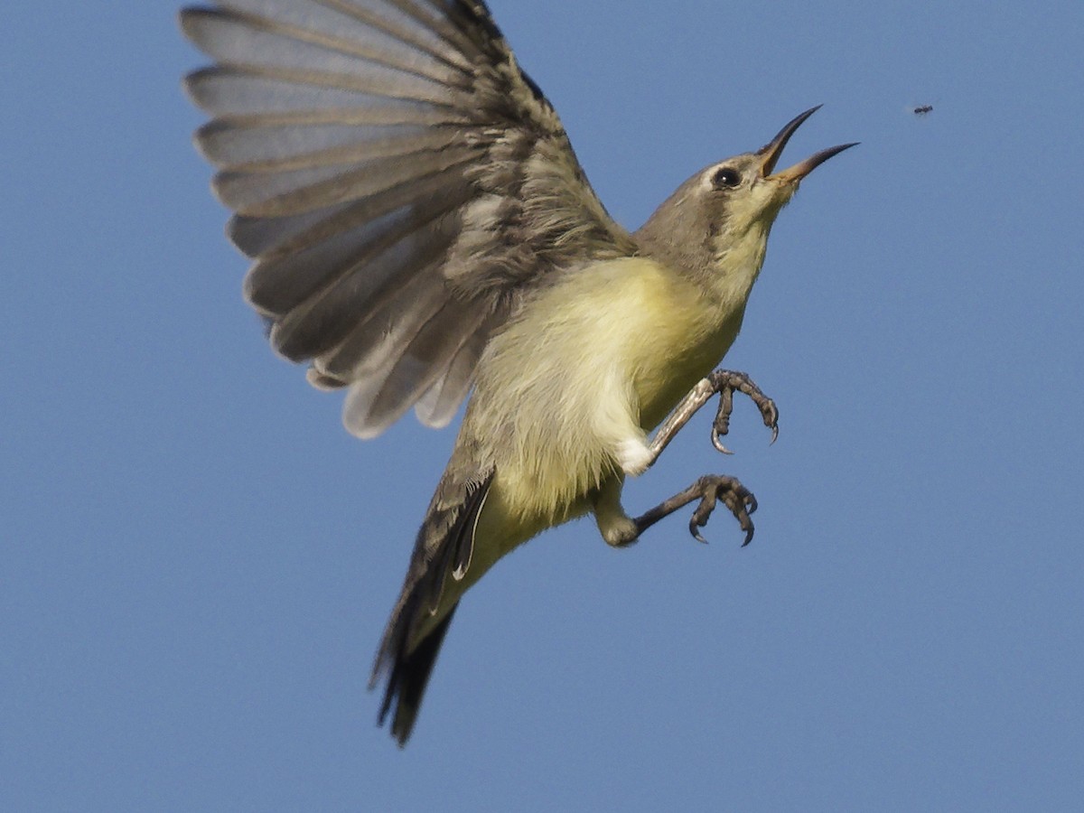 Nile Valley Sunbird - ML642977081