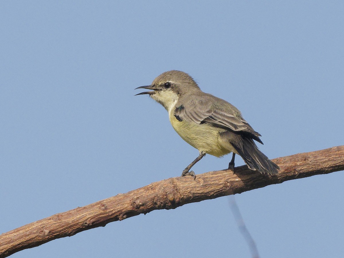 Nile Valley Sunbird - ML642977082