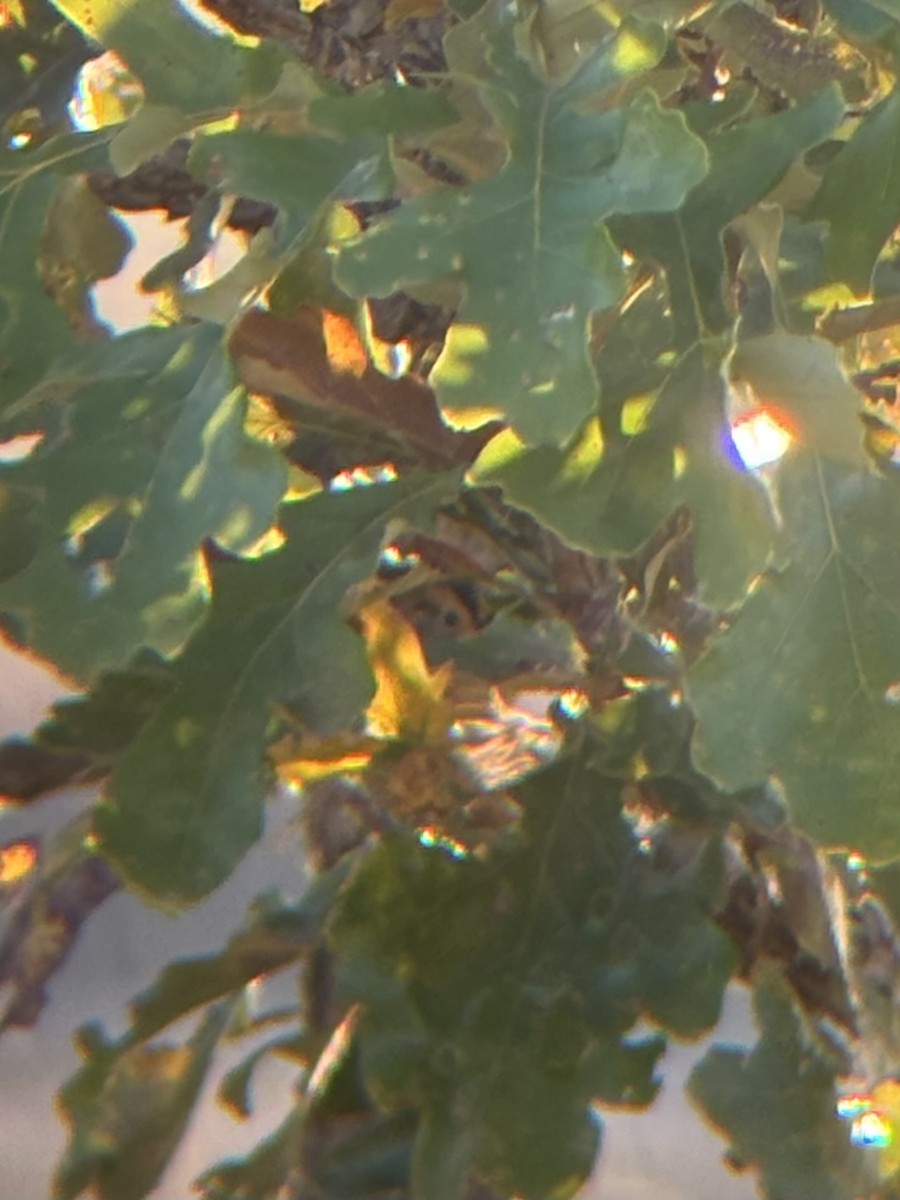 LeConte's Sparrow - ML642977087