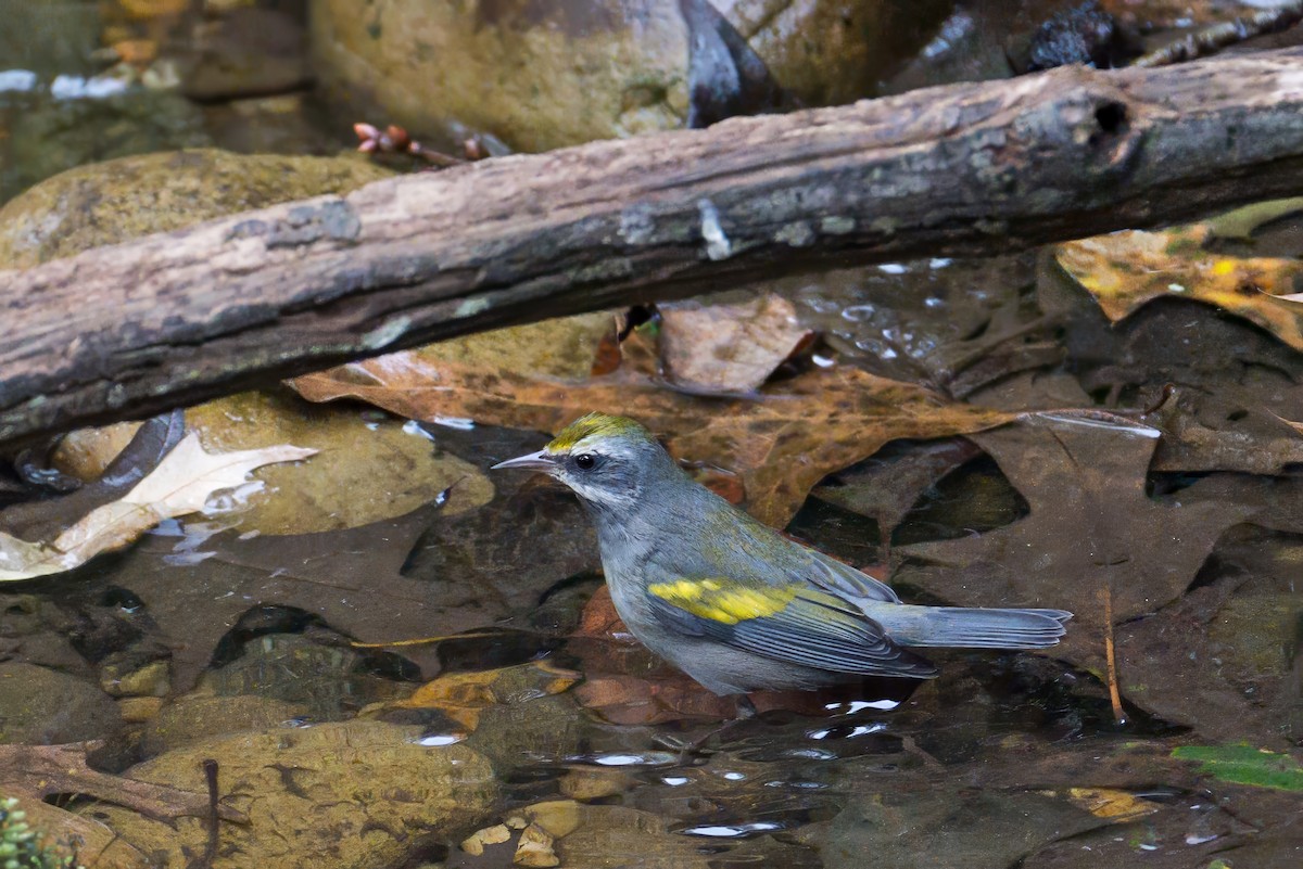 Golden-winged Warbler - ML642977092