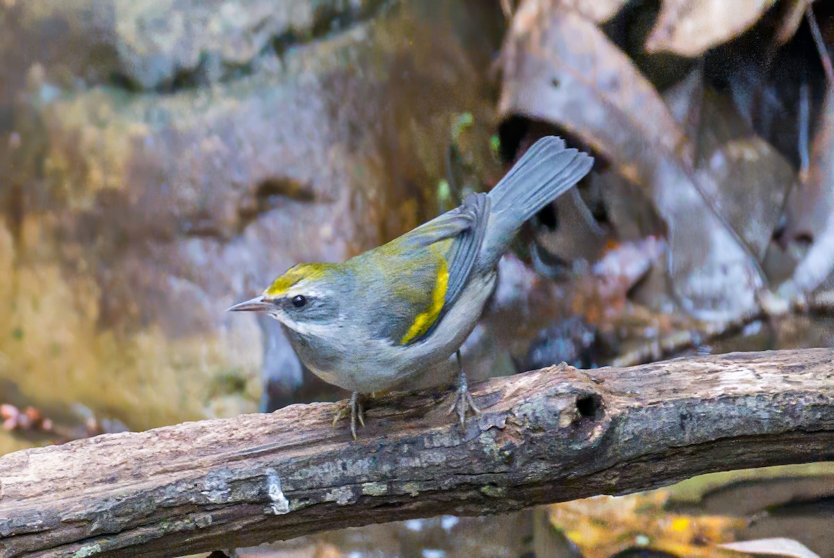Golden-winged Warbler - ML642977094