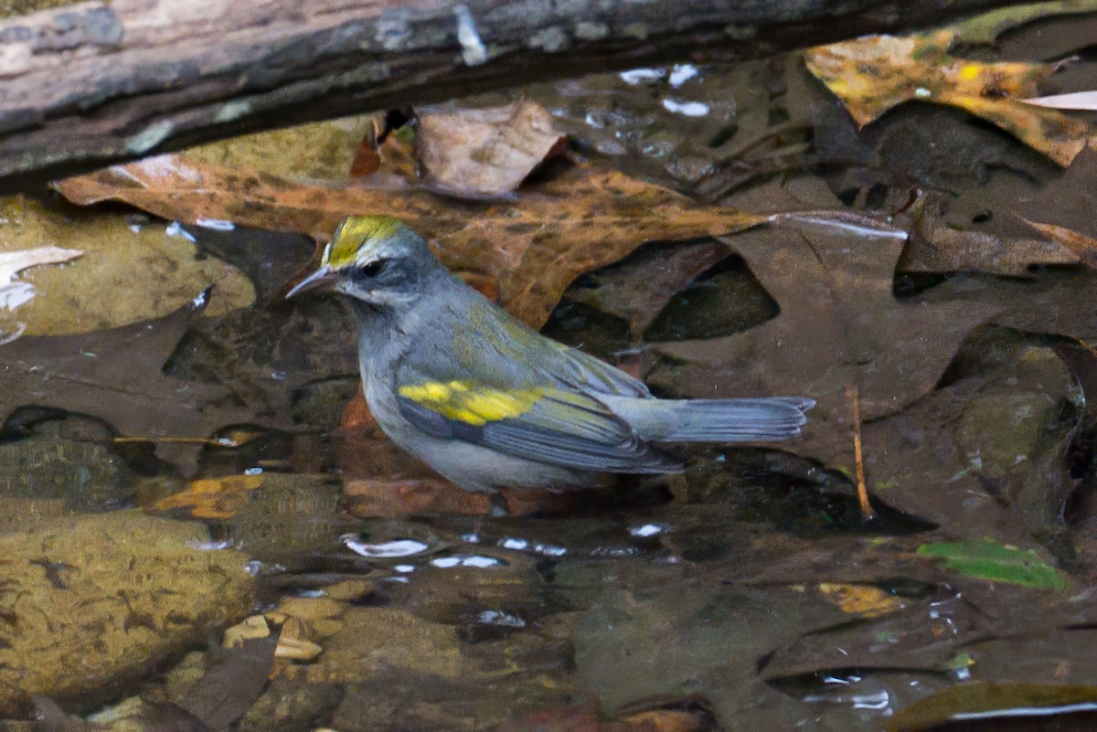 Golden-winged Warbler - ML642977096