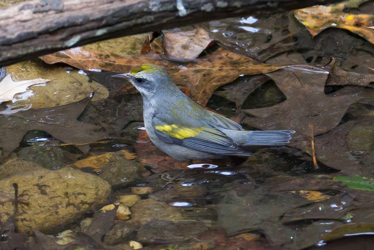 Golden-winged Warbler - ML642977098