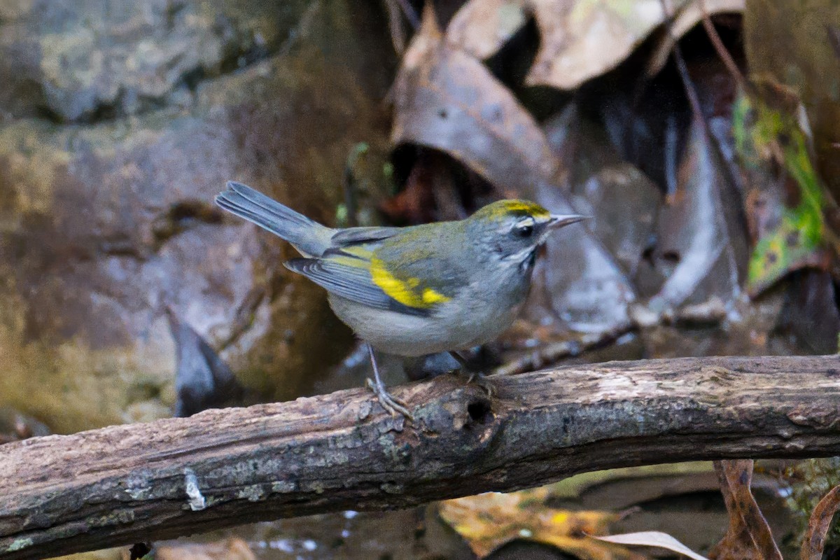 Golden-winged Warbler - ML642977100