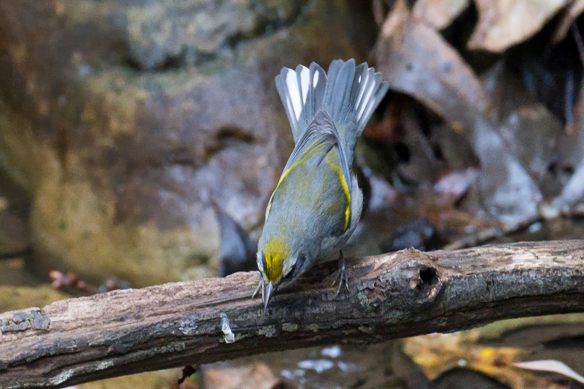 Golden-winged Warbler - ML642977101