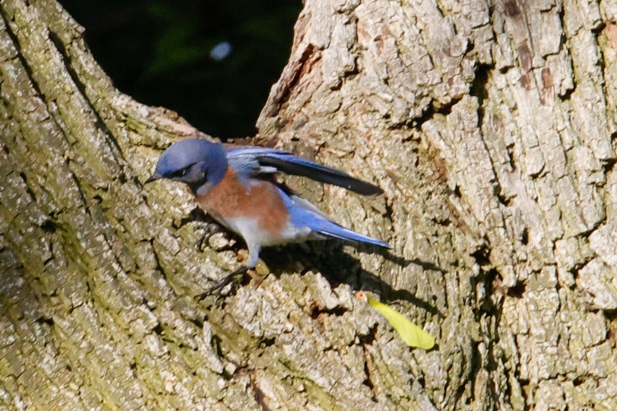 Western Bluebird - ML642977104