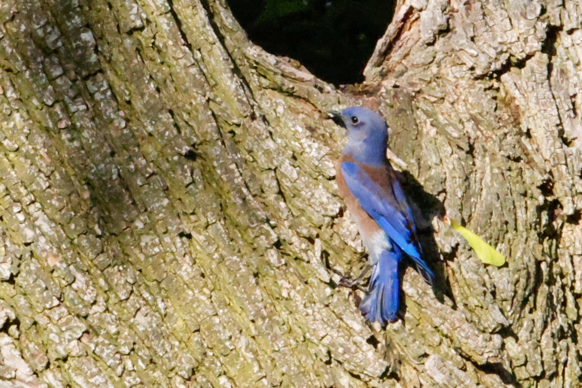 Western Bluebird - ML642977105