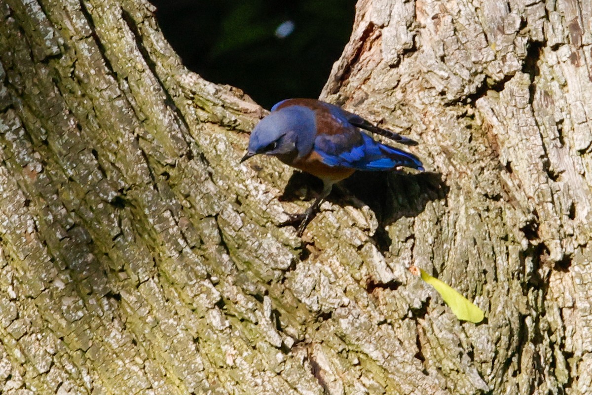 Western Bluebird - ML642977106