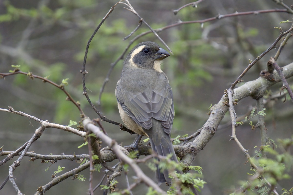 Golden-billed Saltator - ML642977107