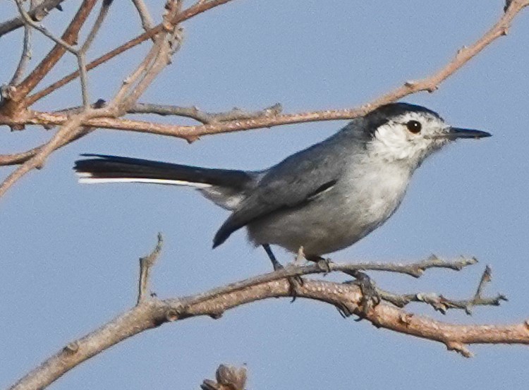 White-browed Gnatcatcher - ML642977110