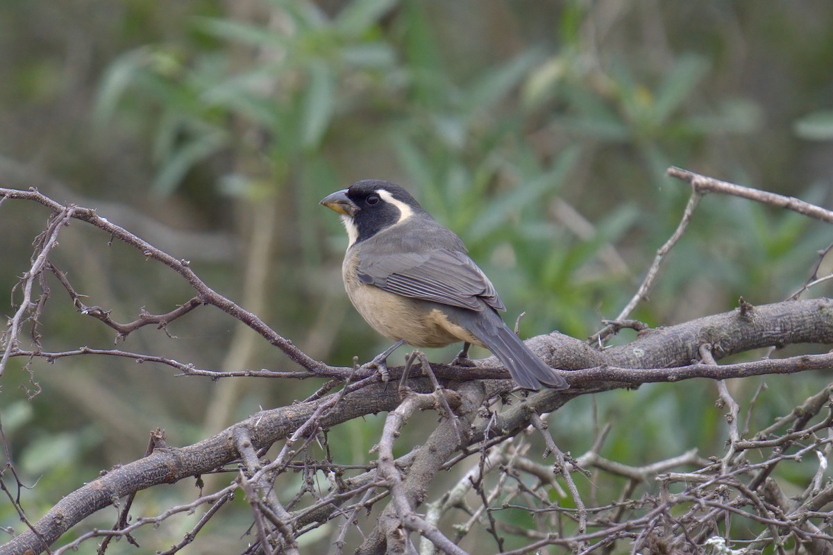 Golden-billed Saltator - ML642977112