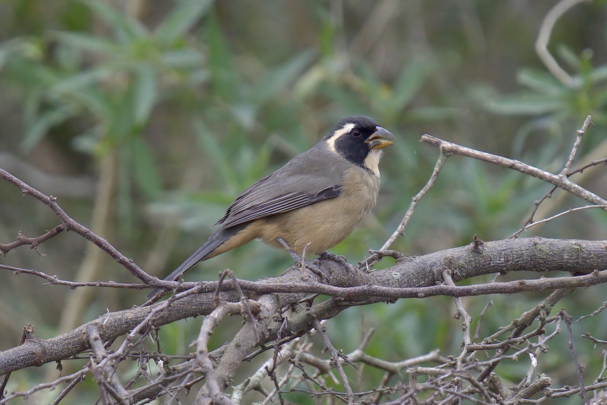 Golden-billed Saltator - ML642977113