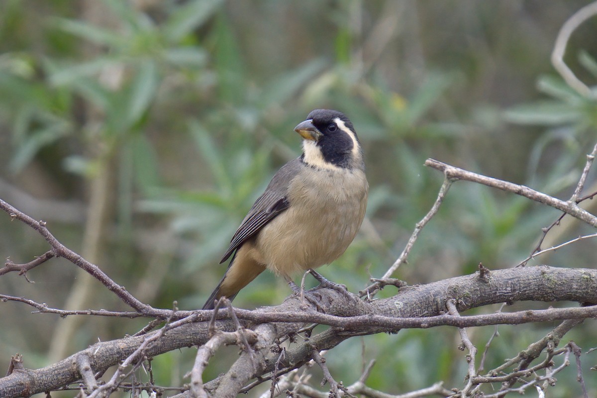 Golden-billed Saltator - ML642977114