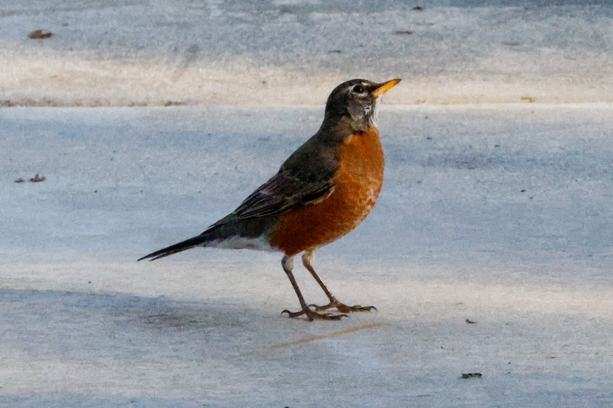 American Robin - ML642977115