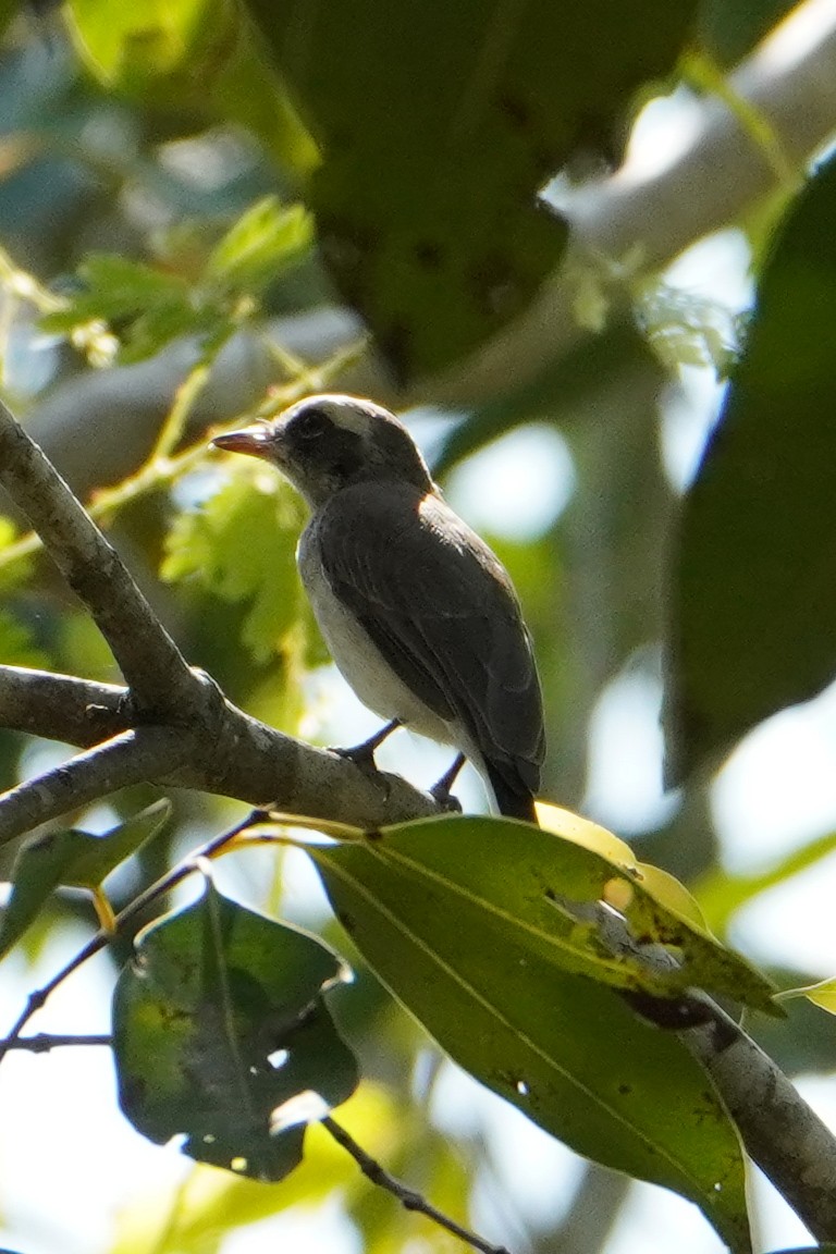Common Woodshrike - ML642977116