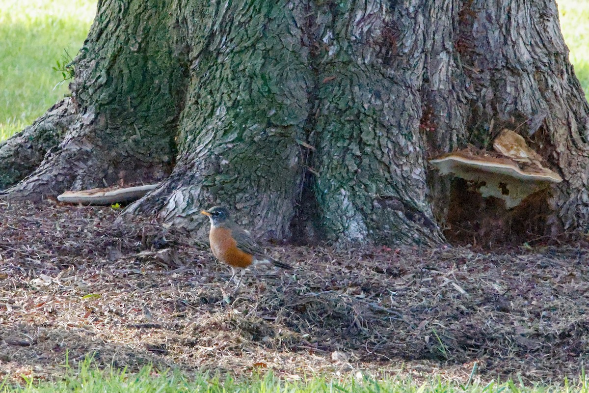 American Robin - ML642977117