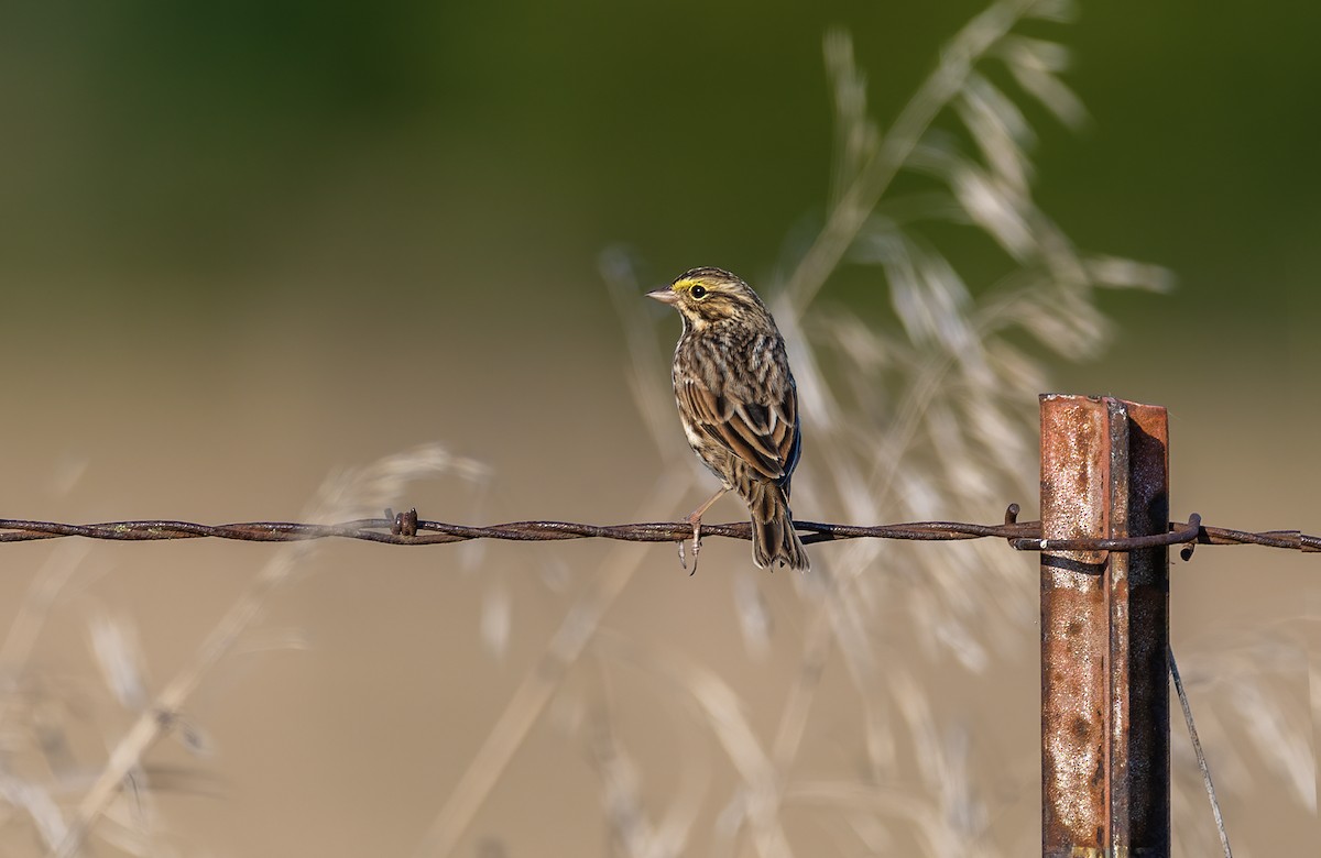 Savannah Sparrow - ML642977121