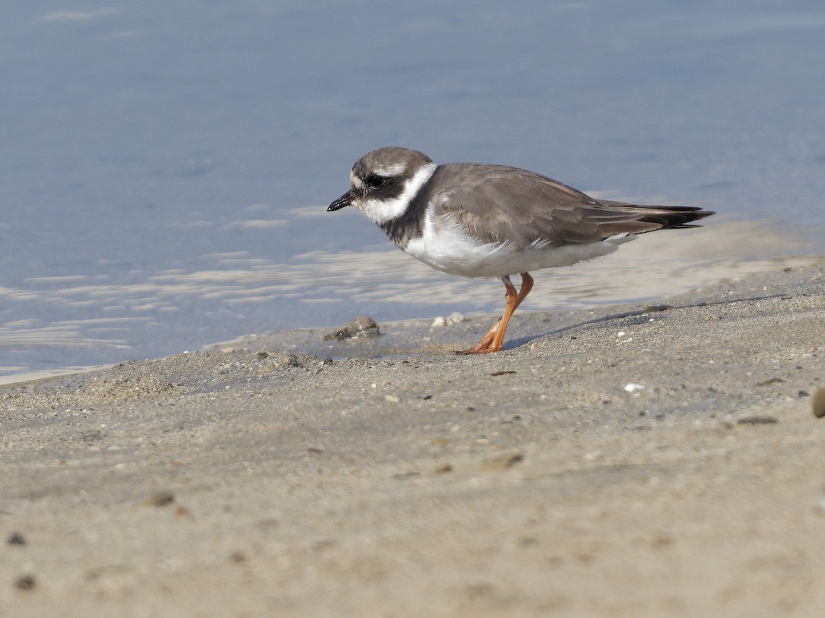 Common Ringed Plover - ML642977123