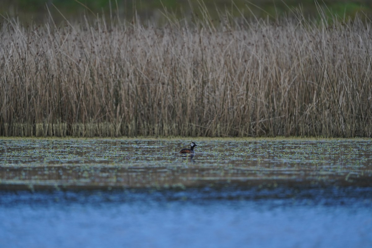 White-tufted Grebe - ML642977125
