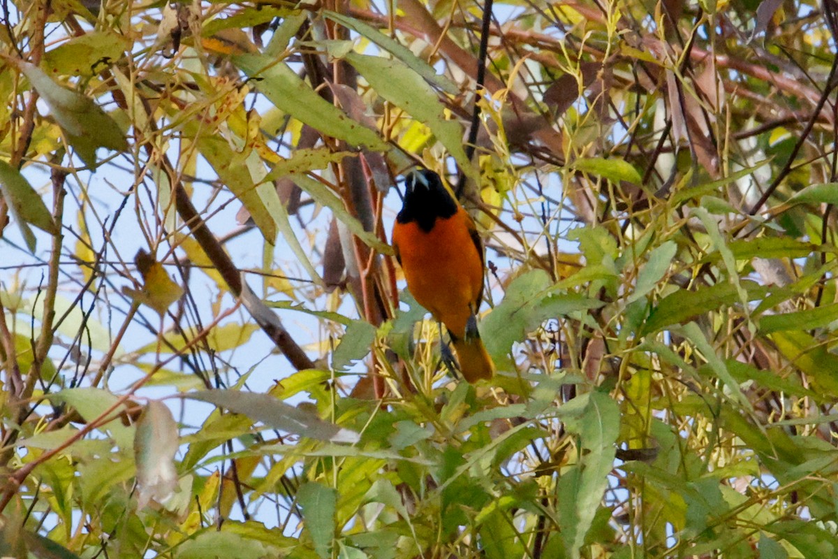 Baltimore Oriole - ML642977134