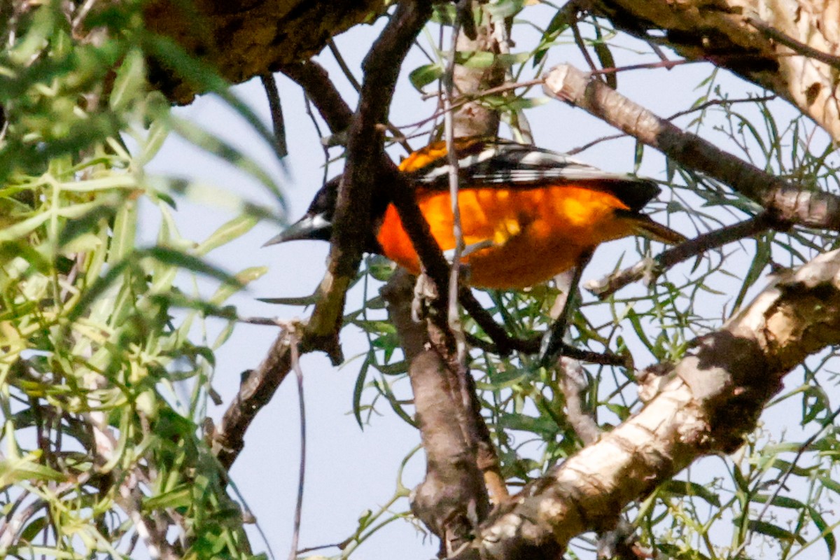 Baltimore Oriole - ML642977136