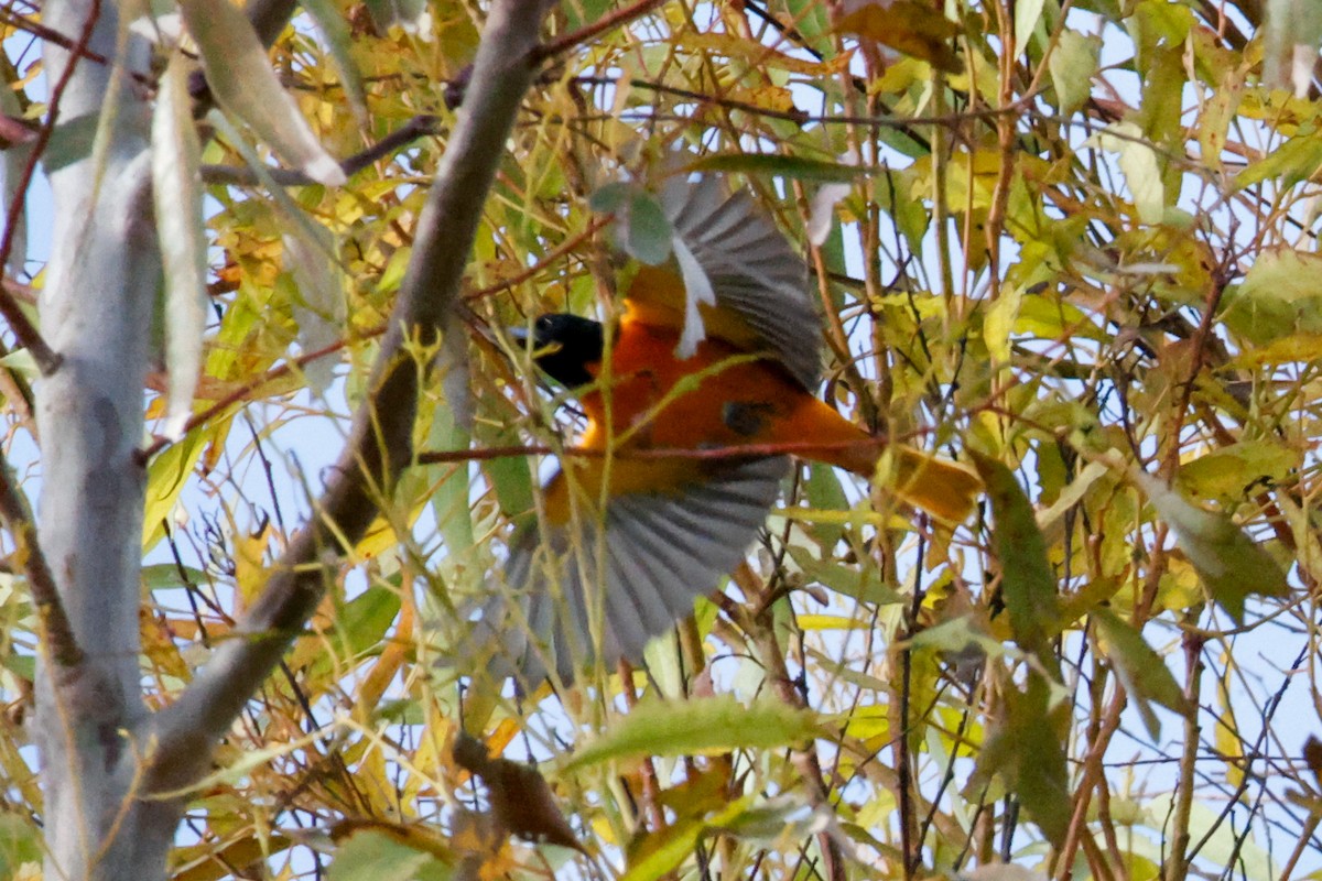 Baltimore Oriole - ML642977137
