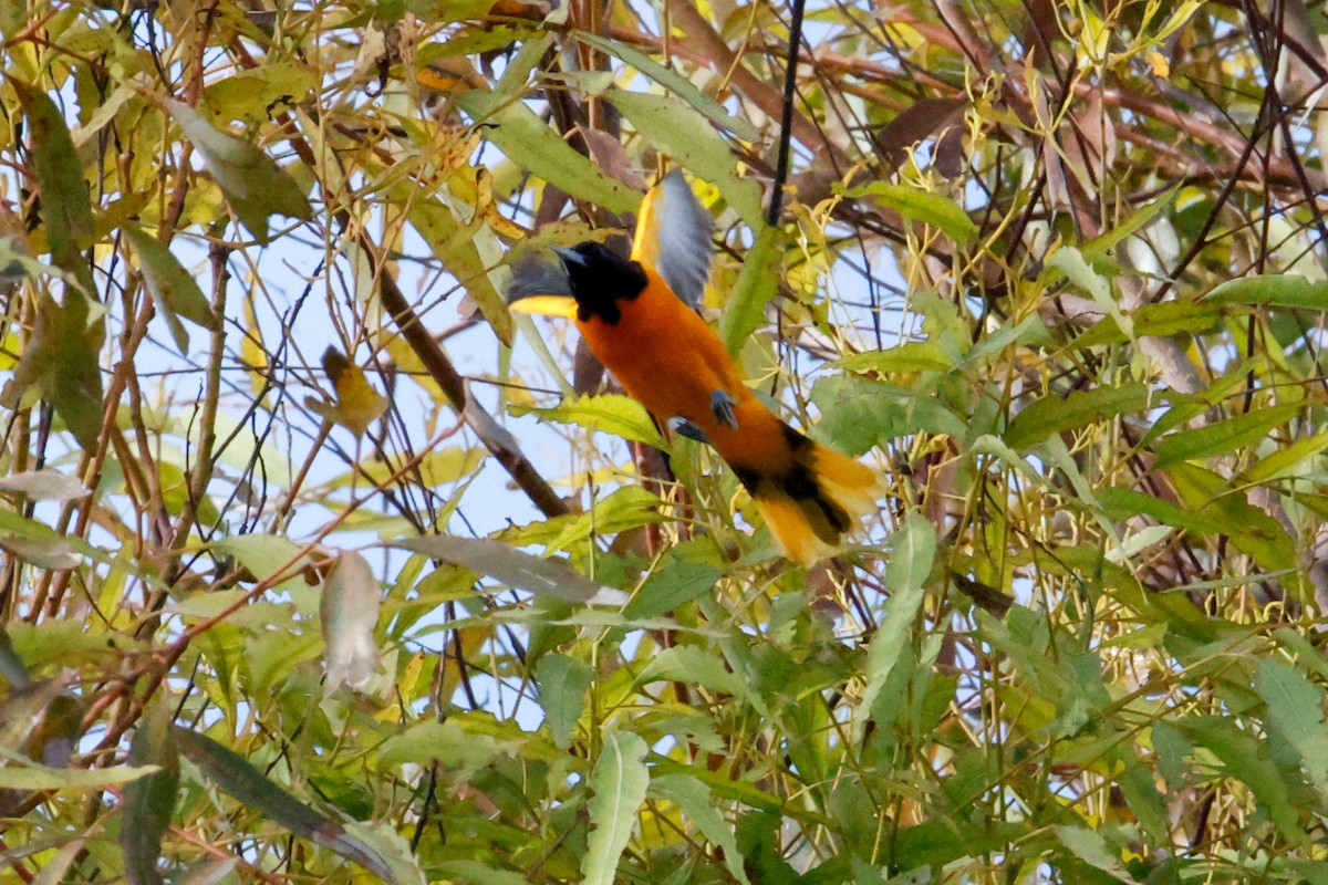 Baltimore Oriole - ML642977138