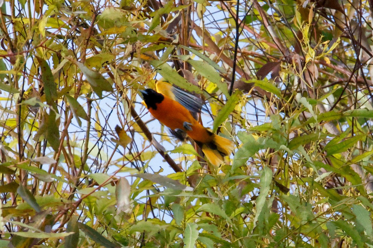 Baltimore Oriole - ML642977139