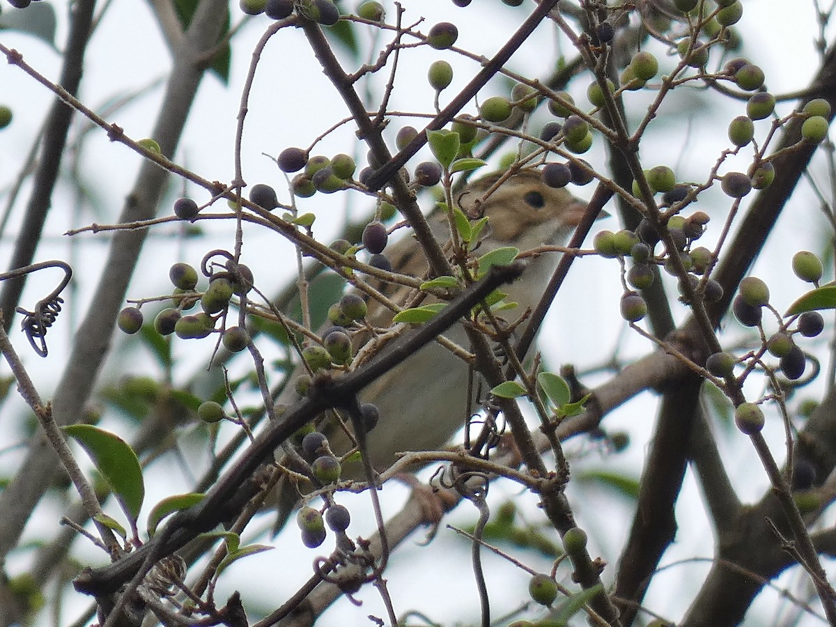 Clay-colored Sparrow - ML642977141