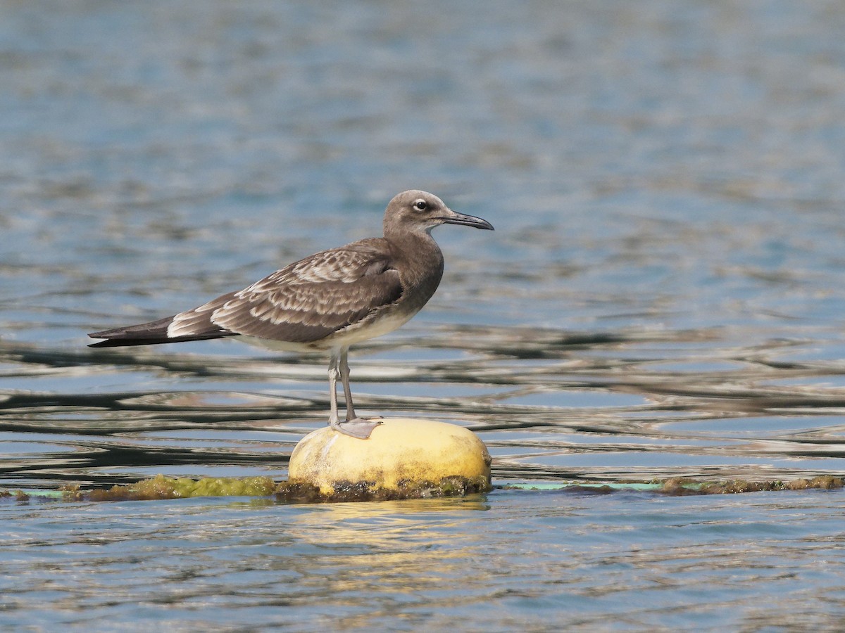 rødehavsmåke - ML642977145