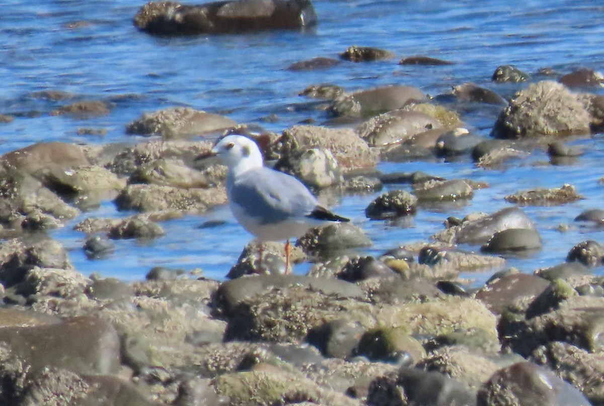 Bonaparte's Gull - ML642977150