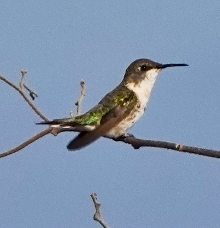 Peruvian Sheartail - ML642977153