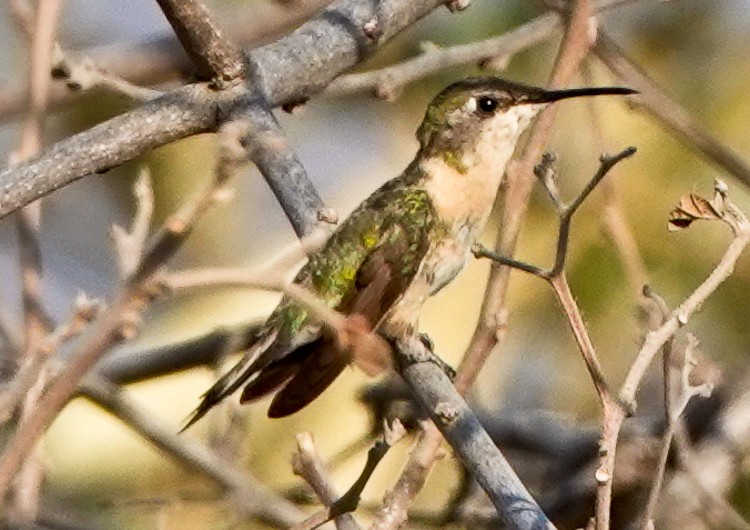Peruvian Sheartail - ML642977154