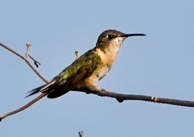 Peruvian Sheartail - ML642977155