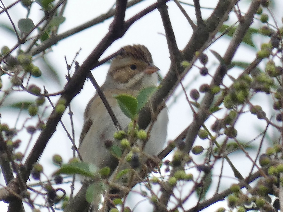 Clay-colored Sparrow - ML642977156