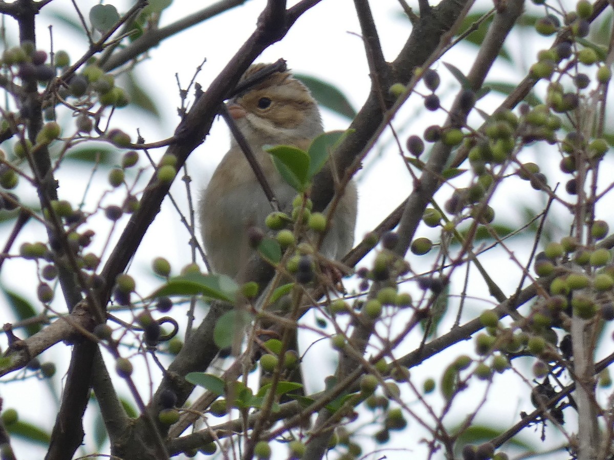 Clay-colored Sparrow - ML642977165