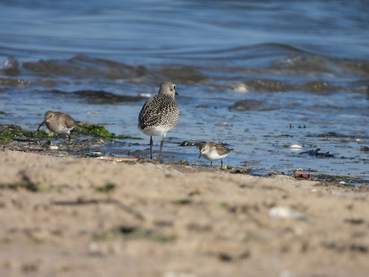 Semipalmated Sandpiper - ML642977166
